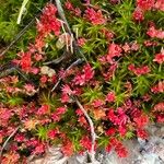 Crassula tillaea Leaf