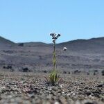 Cynoglossum borbonicum Habitatea