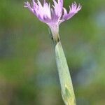 Dianthus serrulatus Цвят