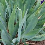 Iris × germanica Blad