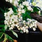 Achillea millefoliumFlower