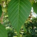Acer capillipes List