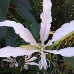 Bauhinia forficata Flor