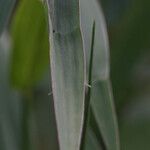 Urochloa mutica Leaf