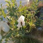 Argemone albiflora Blodyn
