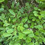 Xylocarpus granatum List