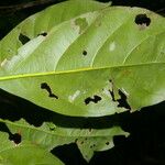 Elaeoluma glabrescens 葉