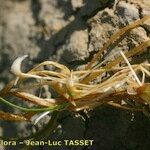 Eleocharis parvula Fruto