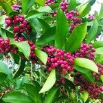 Ardisia elliptica Blatt