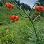 Lilium carniolicum Bloem