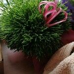 Rhipsalis cereuscula Fruto