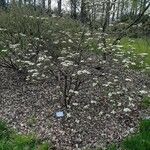 Viburnum lantanoides Staniste