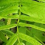 Pterocarya rhoifolia Leaf