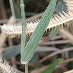 Dactyloctenium aegyptium Blatt