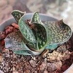 Gasteria pillansii Yaprak