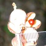 Cupania rufescens Other