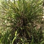 Bromelia karatas Агульны выгляд