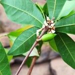 Synsepalum dulcificum Fruit