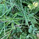 Alchemilla alpina Leaf