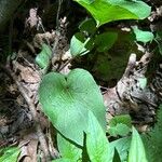 Arctium nemorosumHostoa