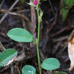 Alysicarpus vaginalis Leaf