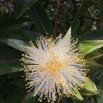 Foetidia mauritiana Flor