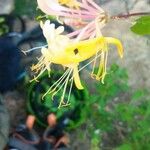 Lonicera etruscaFlower