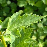 Physocarpus capitatus Leaf