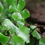 Adiantum vogelii Leaf