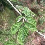 Rubus apetalus Folha