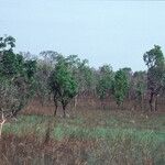 Lophira lanceolata Habit