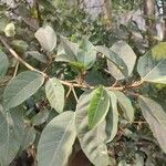 Ficus racemosa Fuelha