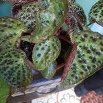 Begonia chlorosticta 葉