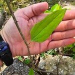 Smilax glauca ഇല