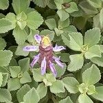 Plectranthus ornatus Kvet