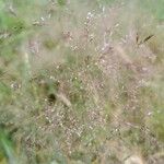 Agrostis capillaris Flower