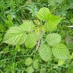 Rubus ferus Folha