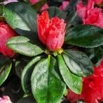Rhododendron alabamense Квітка