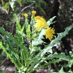 Sonchus congestus Blatt