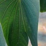 Bauhinia purpurea Feuille