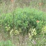 Baptisia bracteata Habit