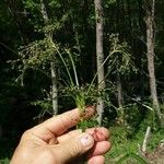 Scirpus sylvaticus Цветок