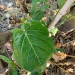 Passiflora ligularis Leaf