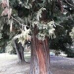 Sequoiadendron giganteum 树皮