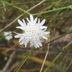 Pycnocomon rutifolium Flor