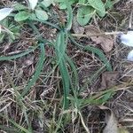 Ipheion uniflorum Leaf