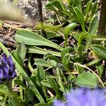 Globularia cordifolia Leaf