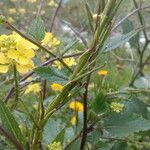 Sinapis arvensis Fula
