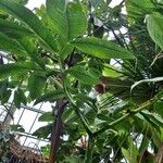 Amorphophallus titanum Hábito