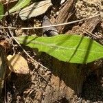 Aetheorhiza bulbosa Leaf